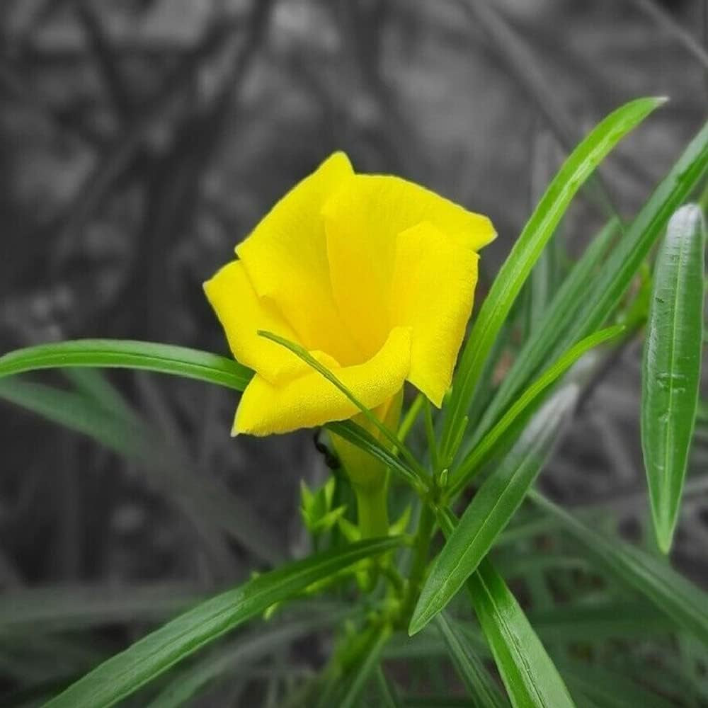Yellow Oleander Plant Seeds - Organic Fresh 3 Seeds for Home and Garden