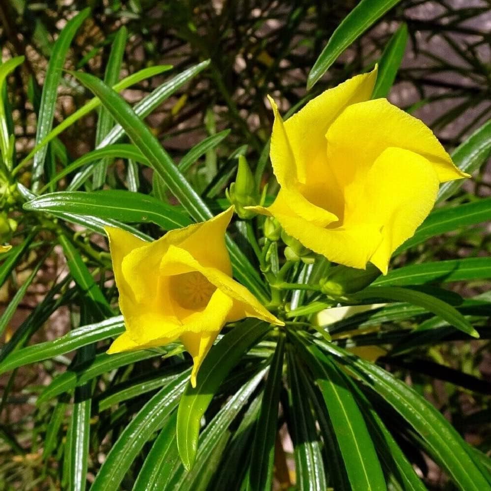 Yellow Oleander Plant Seeds - Organic Fresh 3 Seeds for Home and Garden